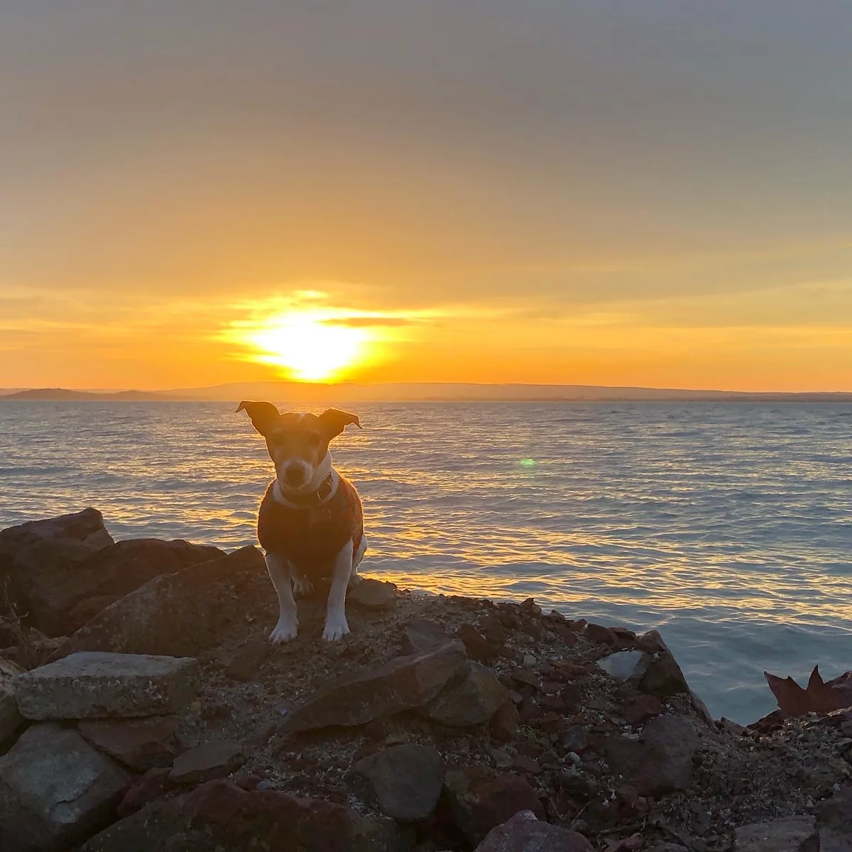 A dog on lakeside rocks at sunset